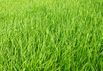 Obraz premium green gras