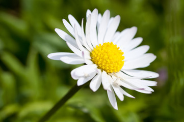 Gänseblümchen (Bellis perennis) © Almgren