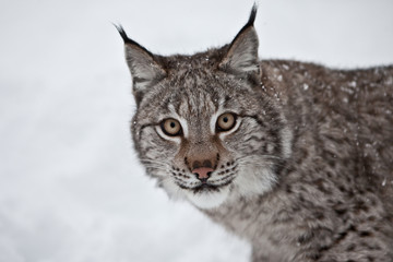 Female Lynx in Norway