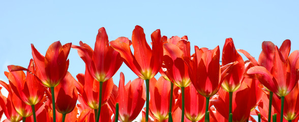 Red Fairy Tulips Against a Clear Blue Sky