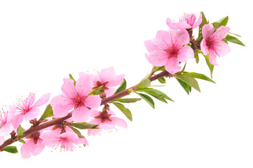 Fototapeta na wymiar Peach Blossoms
