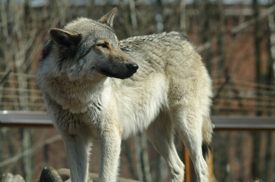 One gray wolf standing and looking back