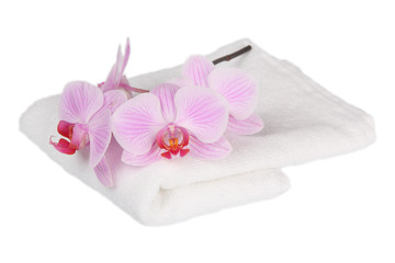 Obraz na płótnie Canvas Pink stripy phalaenopsis orchid with a white towel