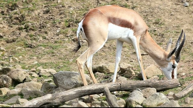 gazelle