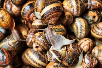 Snails