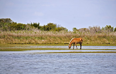 Wild Horse at Shackleford Banks