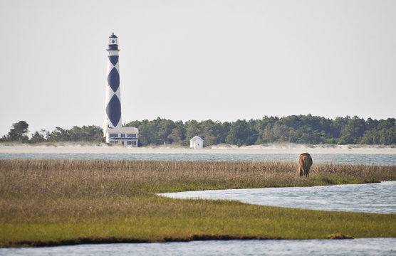 Wild Horse At Shackleford Banks