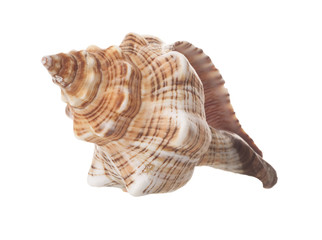 Fototapeta premium Spiral Sea Shell Isolated