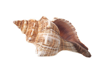 Spiral Sea Shell Isolated