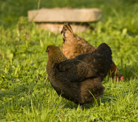hen