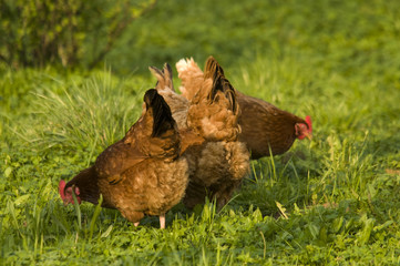 hen
