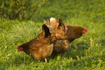 hen