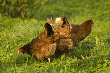 hen