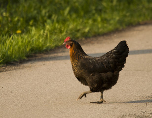 hen