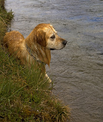 Golden Retriever