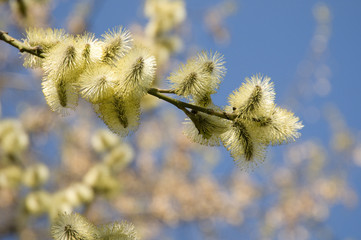 Flowering willow © Alexander Kurlovich