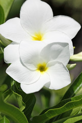 fleurs blanches de frangipanier