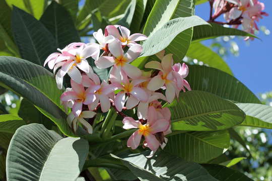 frangipanier fleuri