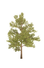 Obraz premium tree oak cg