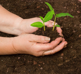Planting seedlings