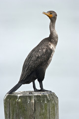 Great Cormorant (Phalacrocorax brasilianus)