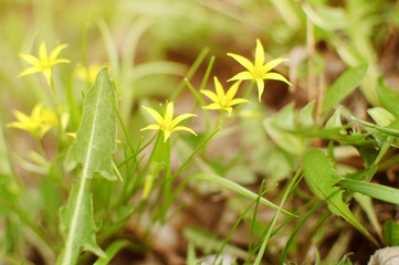 spring flowers