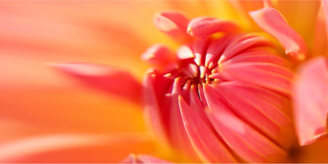 Makroaufnahme Blume bl&uuml;te