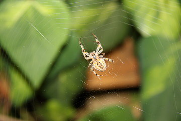 Spinne im Netz