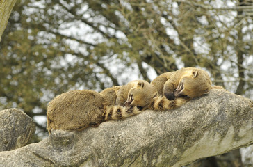 sieste de Coatis roux