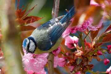 Blaumeise