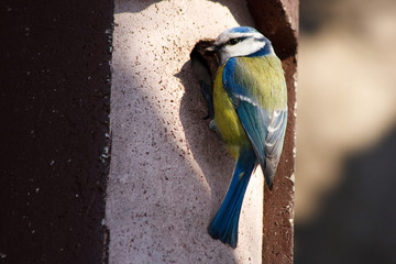 Blaumeise