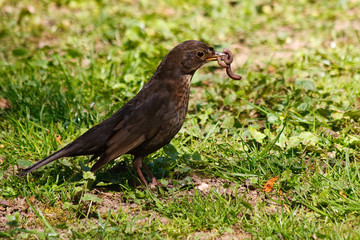 Amsel mit Beute