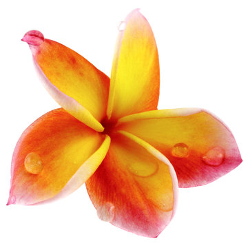 fleur sacr&eacute;e de frangipanier, fond blanc
