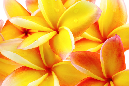 fond de fleurs de frangipanier