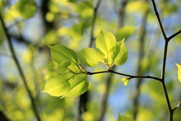 green spring leaves