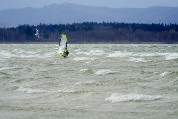 Windsurfer