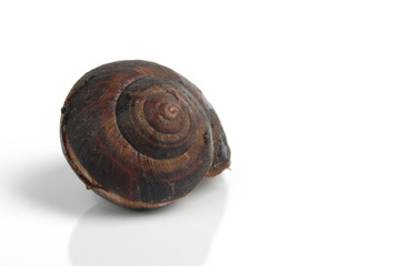 snail