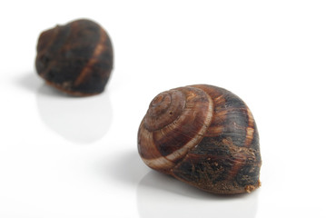 snail