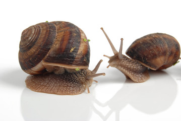 snail