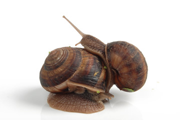 snail