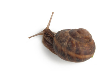 snail