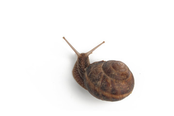 snail