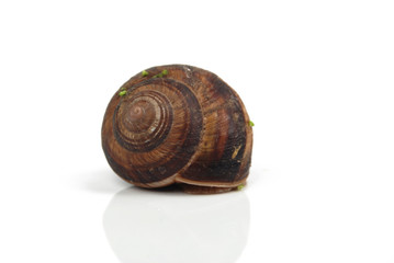 snail