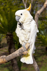 Cockatoo in thought