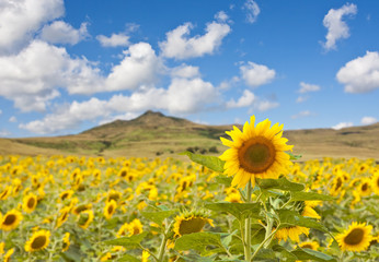 Fototapeta premium Sunflower landscape