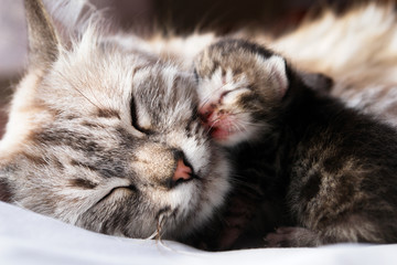 Cat and her kitten