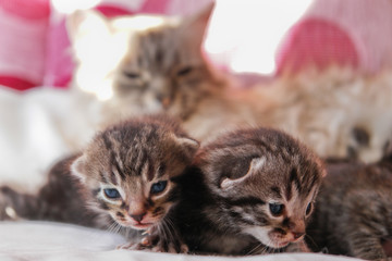 Fototapeta na wymiar Cat and her kittens