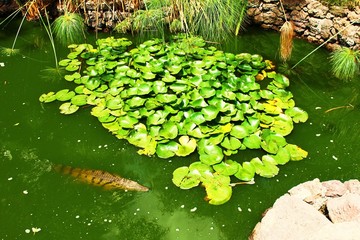 Frosch teich mit Krokodil