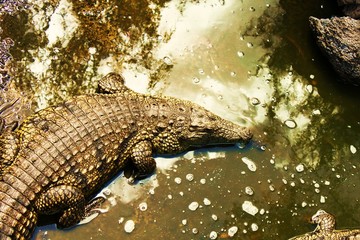 Krokodil