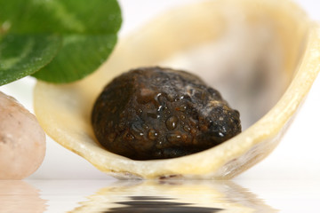 petit caillou et coquillage